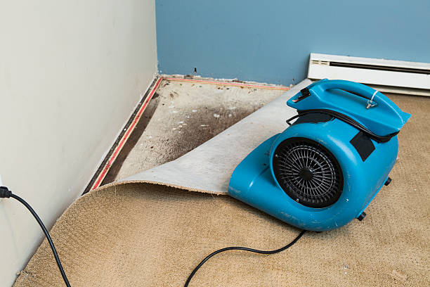 Best Mold removal after water damage  in Woodlawn Beach, FL